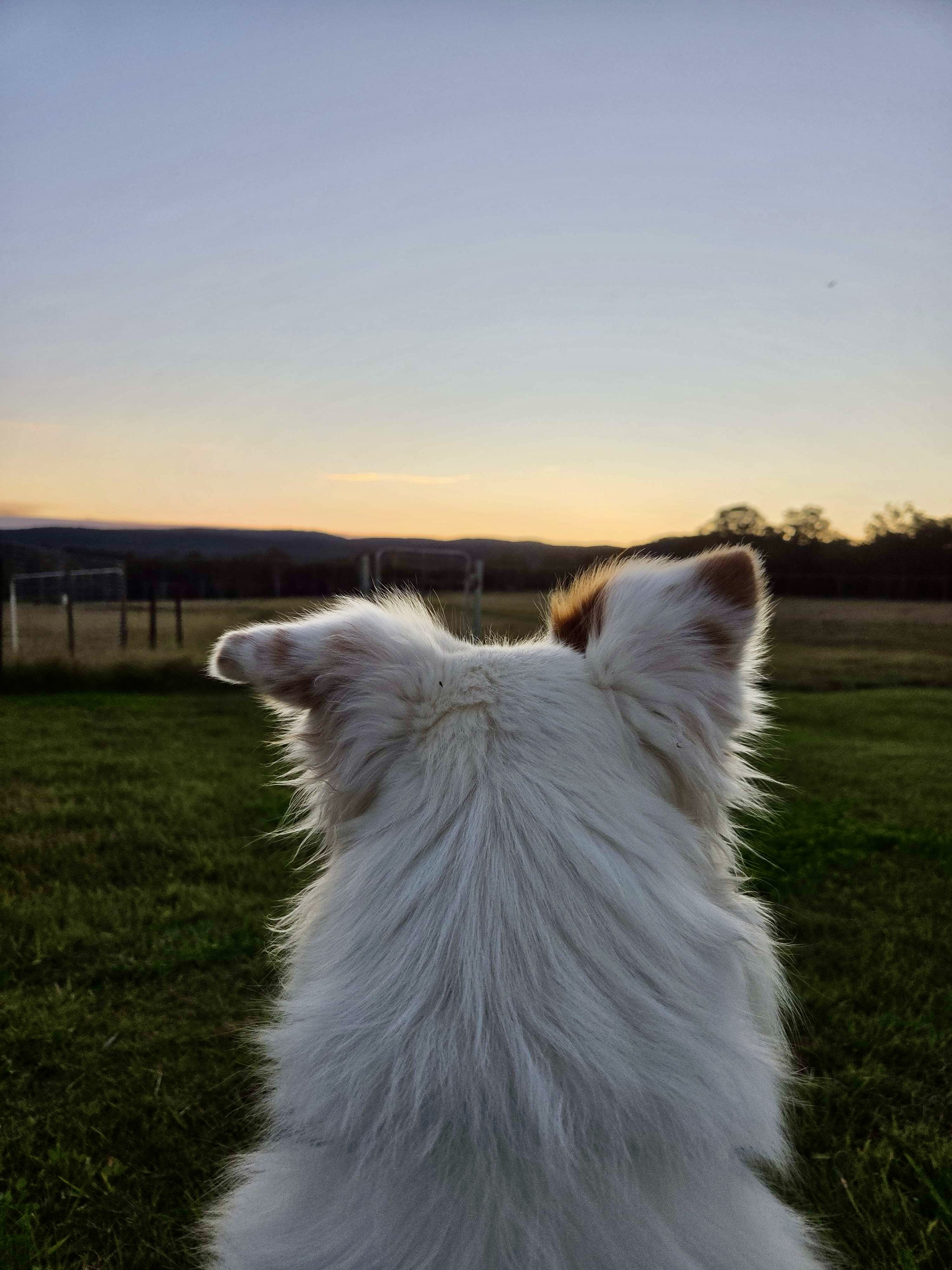 Nova Dog